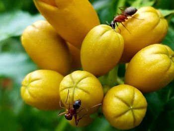 Close-up of yellow flower