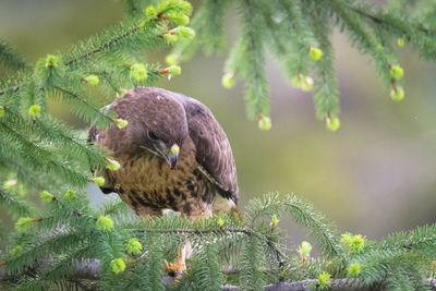 Close-up of a bird perching on branch