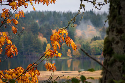 Close-up of autumnal leaves against blurred background