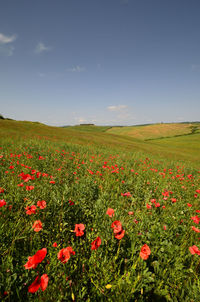 Scenic view of poppy field against sky