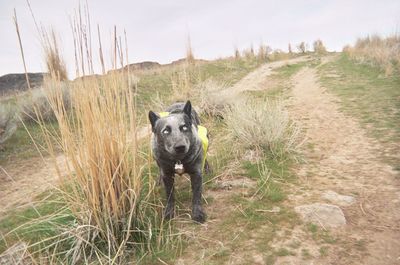 Portrait of dog standing on field