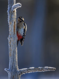 Close-up of bird perching on branch in winter