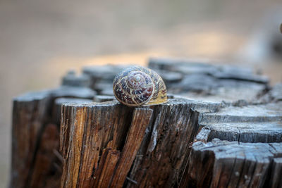 Snail on the trunk of dry wood b.s