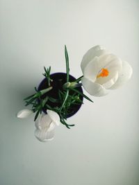 Close-up of white flowers over white background