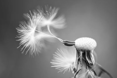 Close-up of dandelion flower