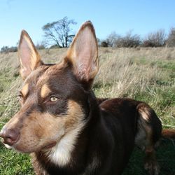 Close-up of dog looking away on field