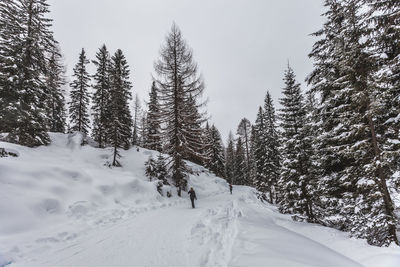 Pine trees on snow covered mountain against sky