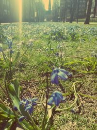 Plant growing on field