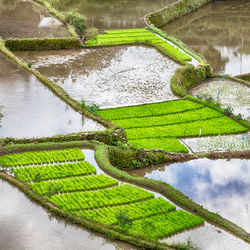 High angle view of rice paddy by lake