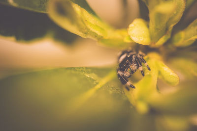 Close-up of insect on flower