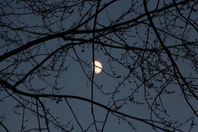 Low angle view of silhouette bare tree against sky