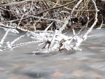 Close-up of frozen twig