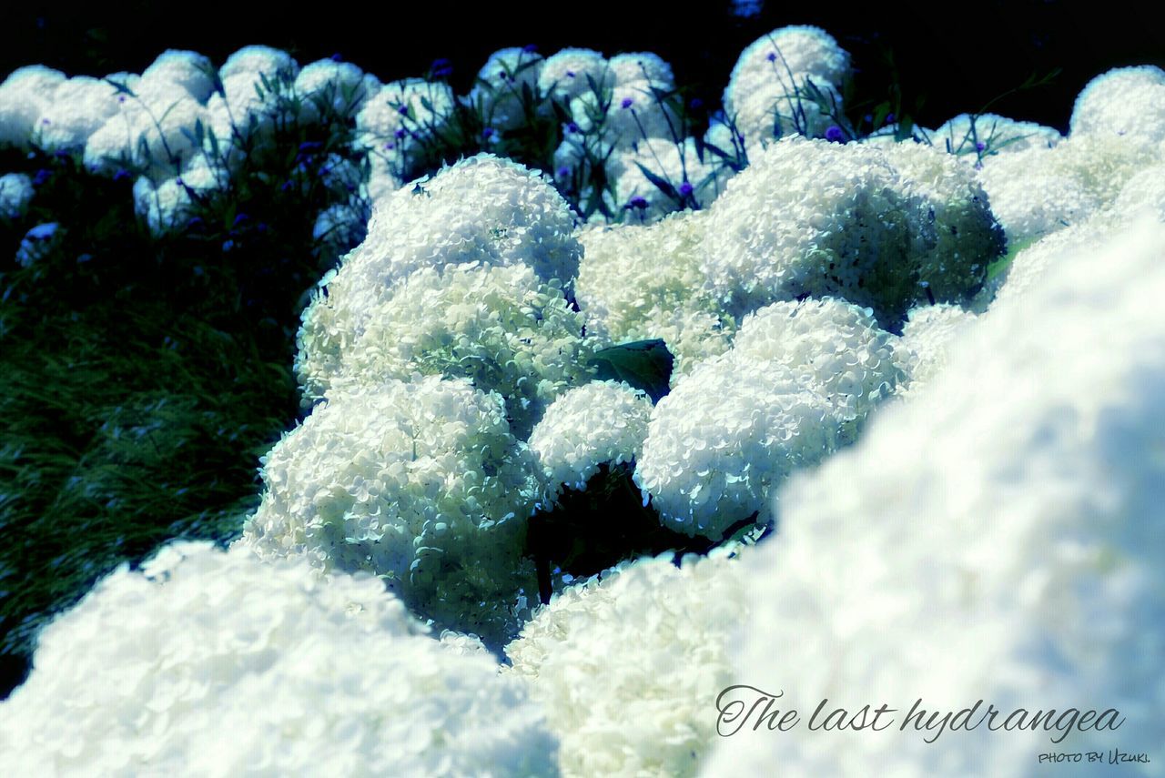 CLOSE-UP OF WHITE FLOWERS