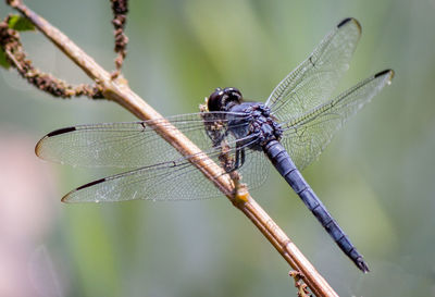 Close-up of dragonfly on twig