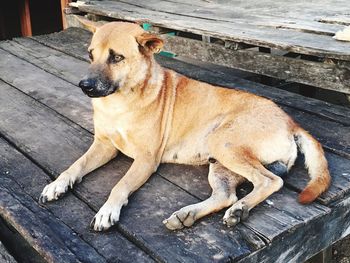 Close-up of dog relaxing on wood