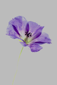 Close-up of purple flower against white background