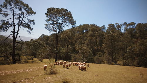 Group of sheeps on field against trees