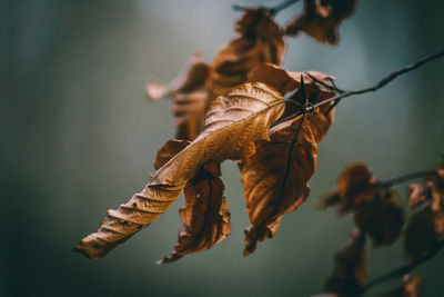 Close-up of wilted plant
