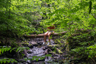 forest