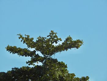 Low angle view of tree against blue sky