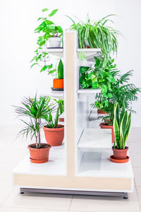 Potted plants on table at home