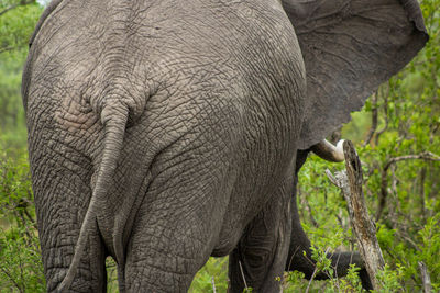 Close-up of elephant