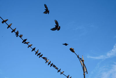 Low angle view of birds flying in sky