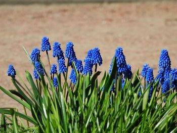 Close-up of purple flowering plants on field