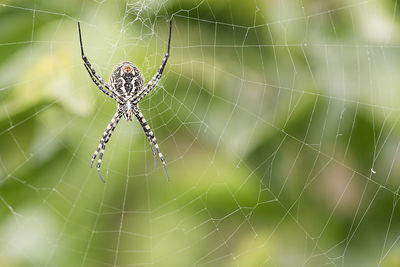 The spider species argiope aurantia is commonly known as the yellow garden spider