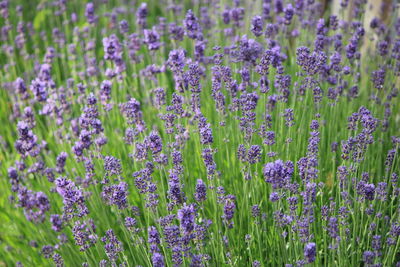 Close-up of purple flowering plants on field