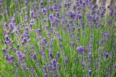 Close-up of purple flowering plants on field