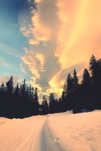 Road amidst trees against sky during winter