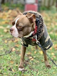 Dog looking away on field