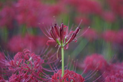 Close-up of pink flowering plant