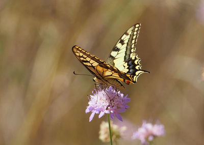 Close-up of butterfly pollinating on purple flower