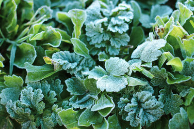 High angle view of green leaves