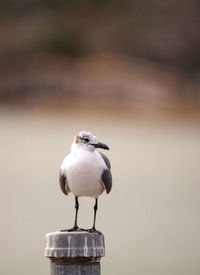 Laughing gull bird leucophaeus atricilla at lakes park in fort myers, florida