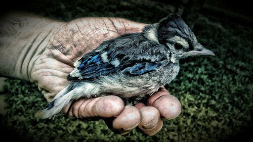 Cropped image of person hand holding bird