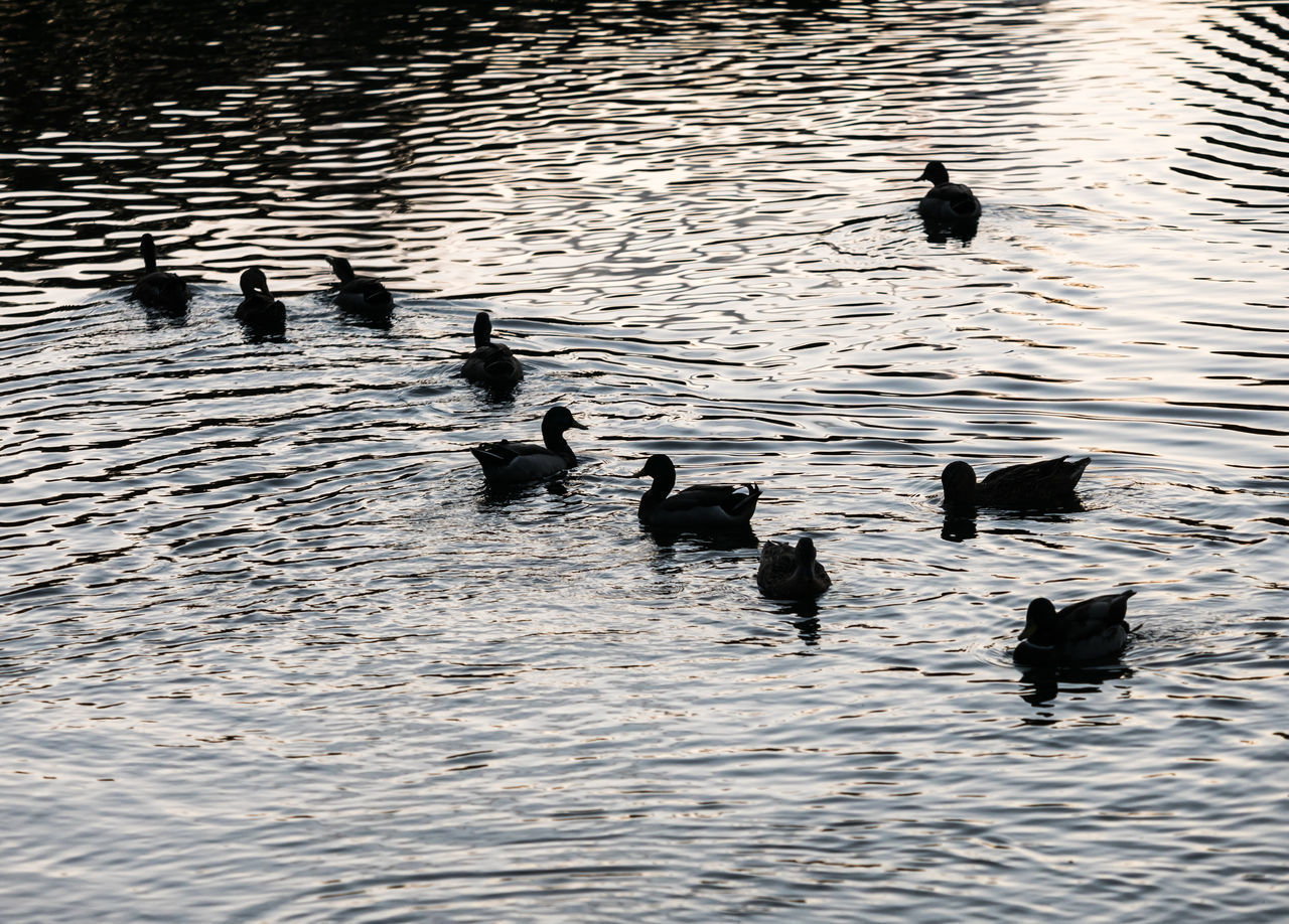 DUCKS SWIMMING ON LAKE