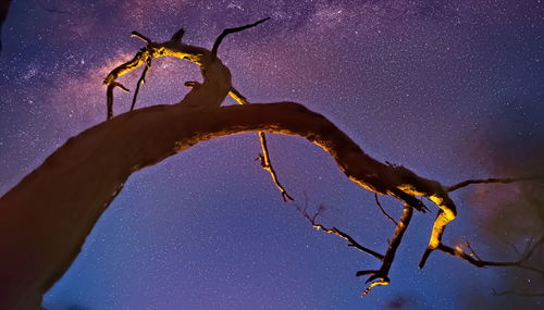 Low angle view of a tree