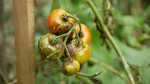 Close-up of fruits on plant