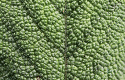 Macro shot of fresh green plants