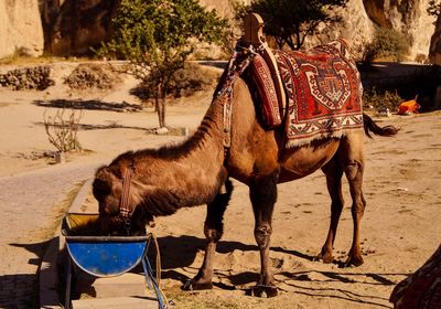 Close-up of camel drinking water of a hot day 