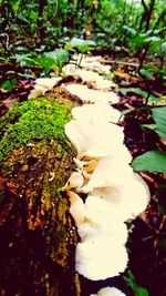 Plants growing on a tree