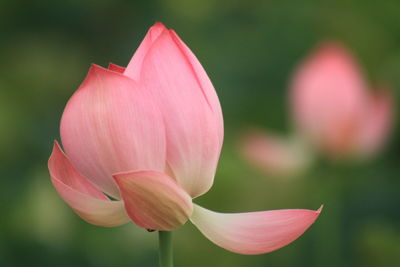 Lotus is the embodiment of truth, goodness and beauty in people's minds