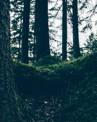 Trees in forest