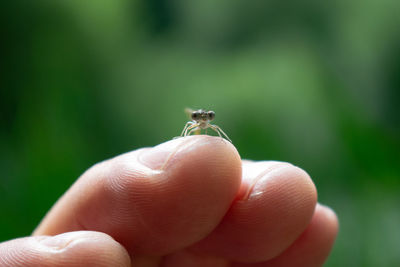 Close-up of insect on hand