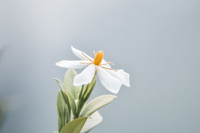 Close-up of white flowering plant against gray background