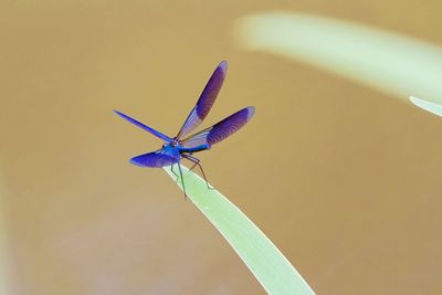 Close-up of a butterfly