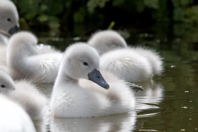 Swan swimming in lake